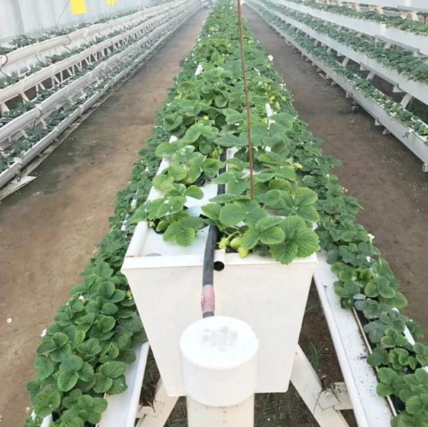 Nft Gutter System Hydroponics Strawberry Gutter Greenhouse Indoor Strawberry Production