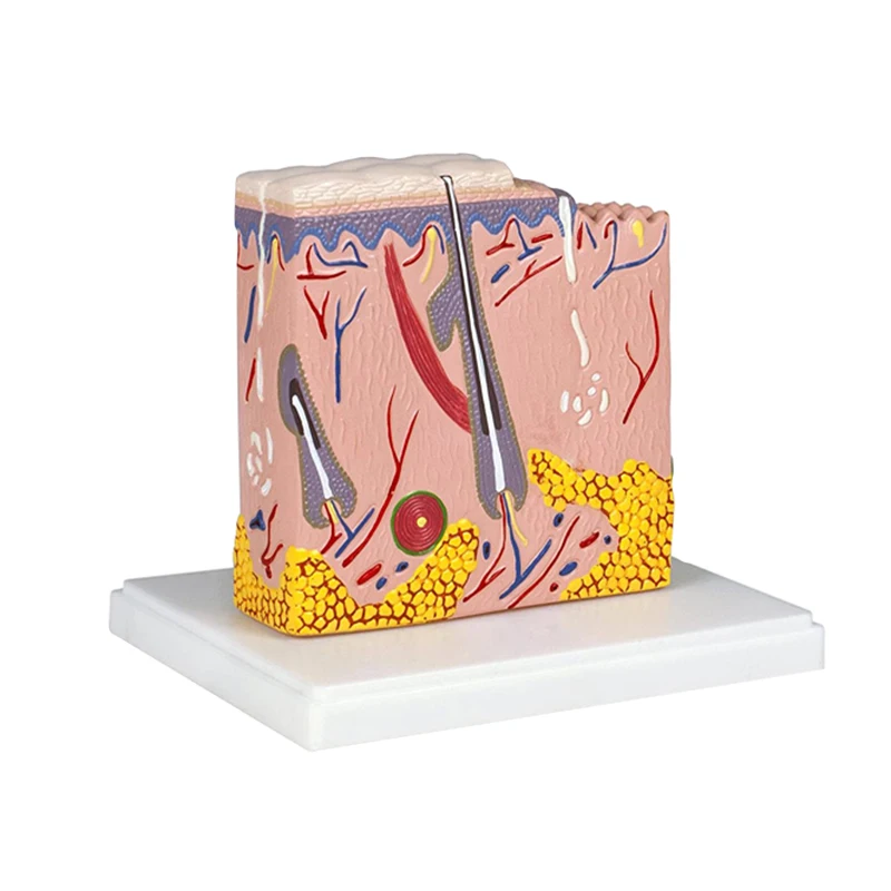 Biology Teaching 35 Times Enlarged Human Anatomy Skin Tissue Structure Model With Hair