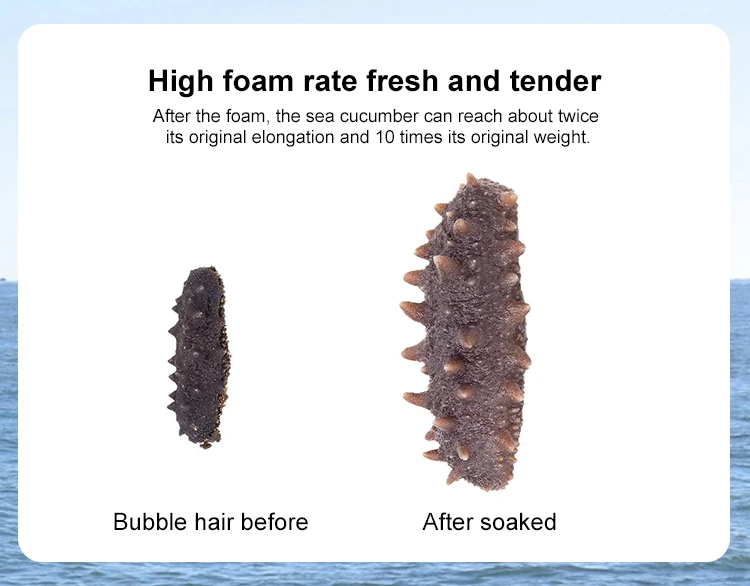 sea cucumber buyer
