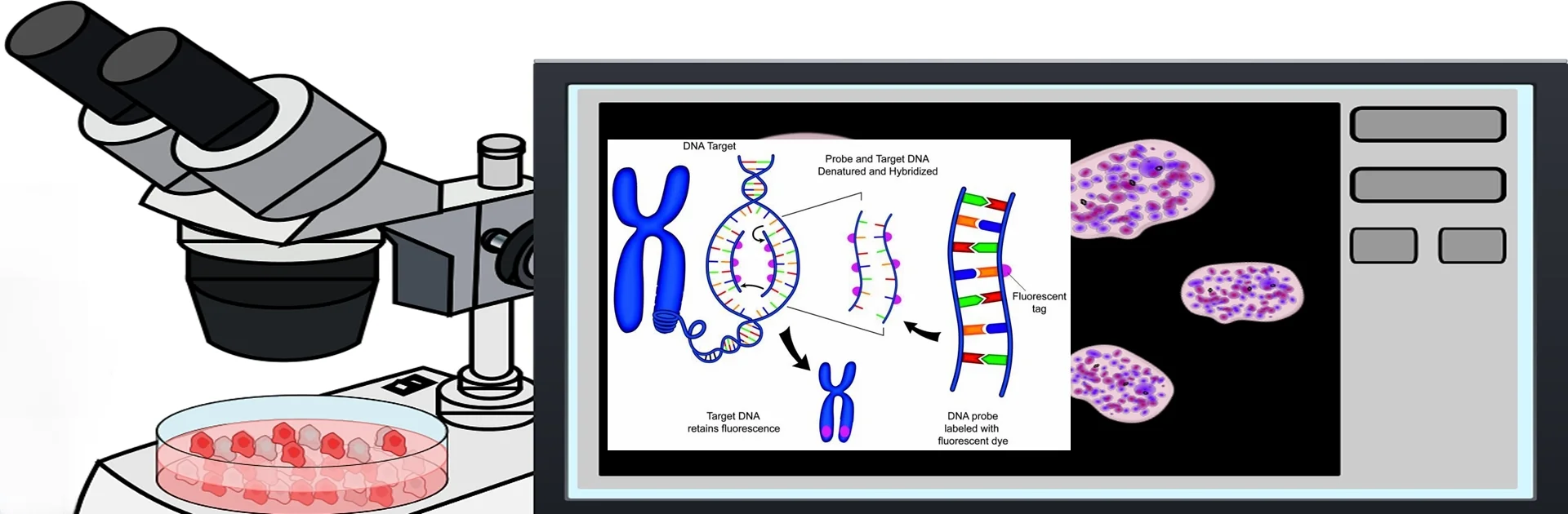 Dapi Counterstaine Fluorescence In Situ Hybridization Fish Reagents For