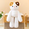 Calico cat
