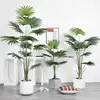 Livistona Chinensis 13#