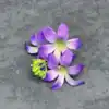 หัวดอกกล้วยไม้ - สีม่วงเข้ม