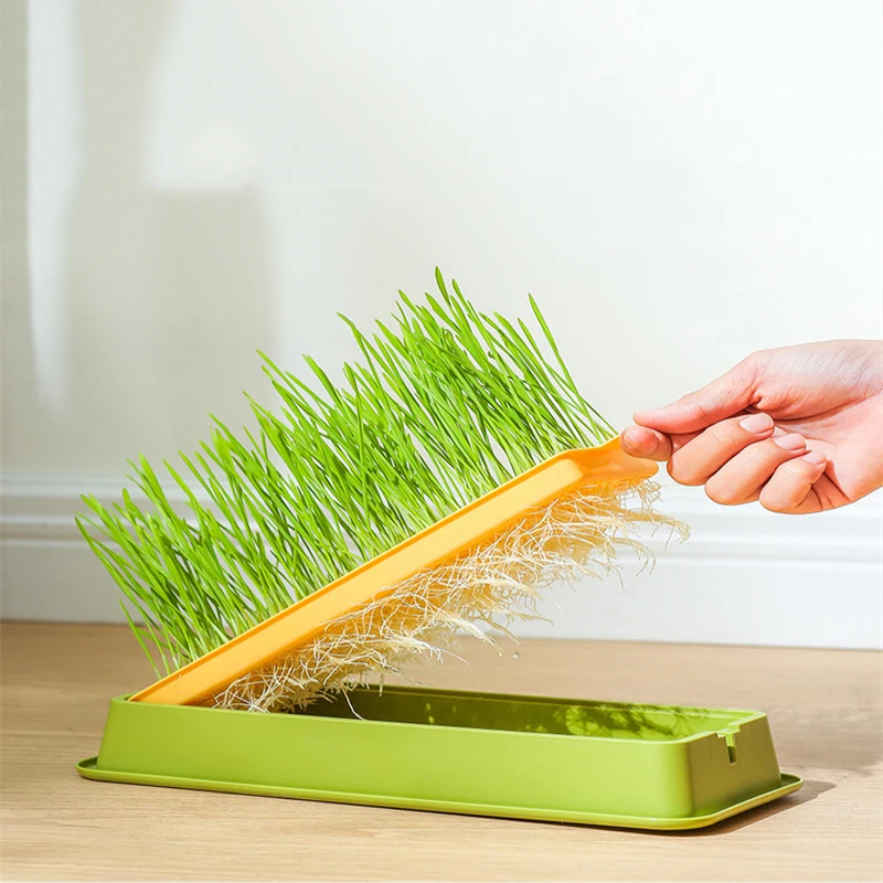 Cat Grass Growing Kit Cat Grass Planter Cat Grass Buy Cat Grass Box