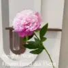 #4 Peonías de un solo tallo