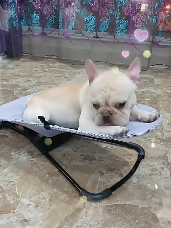 Sohpety New Design Dog Rock Wobble Tool Cat Sway Bed Luxury Wabble Pet ...