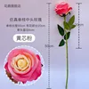 Yellow-core pink single-stem medium-sized rose