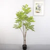 Árbol de toon chino [verde] de 1.5 metros de altura con 60 hojas.