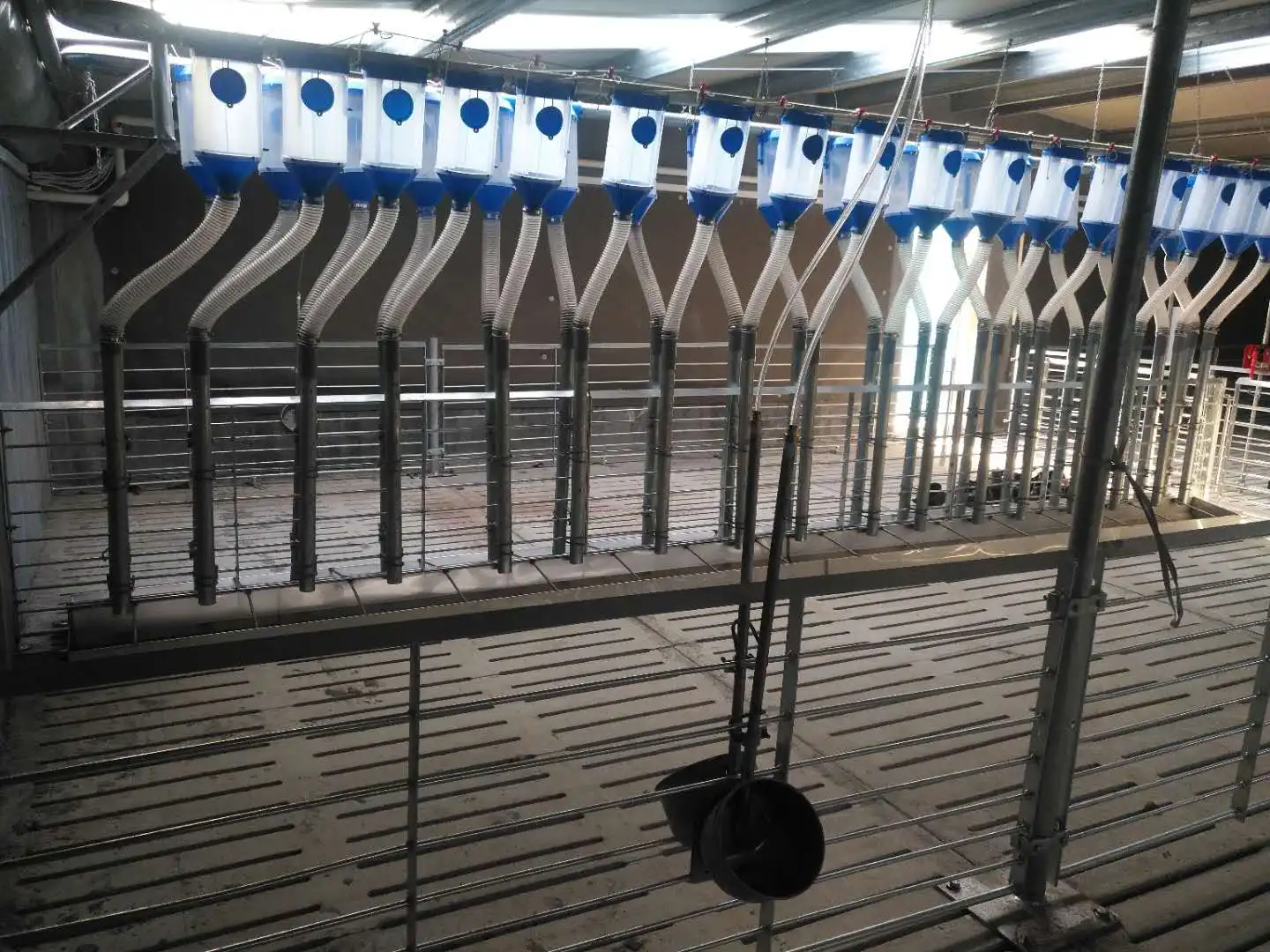 Animal Cages pig fatten cage pig fattening cages finishing Crate Wean To Finish Stalls For Pigs