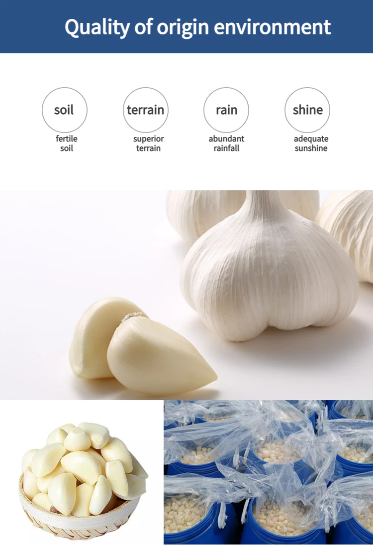 2022 New Season Frozen Garlic Buy Top Quality Frozen Peeled Garlic