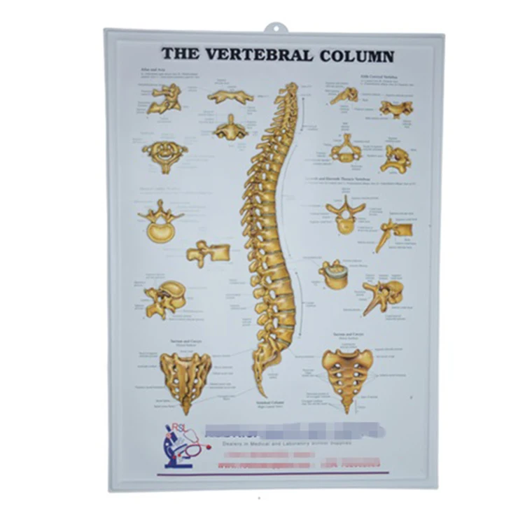 Оптовая продажа медицинских плакатов для обучения человеческой мускулатуры, 3d тисненые медицинские плакаты