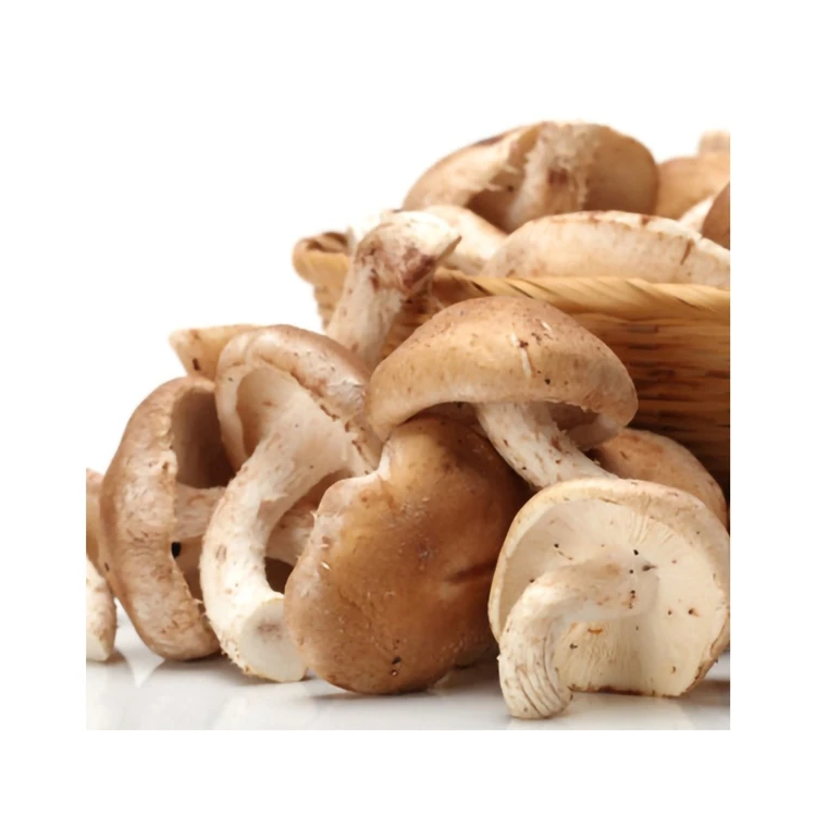 Classic Manufacturer Shiitake Size 4-6cm Free Pick No Bad Film Incense Extract Stem Shiitake Mushroom