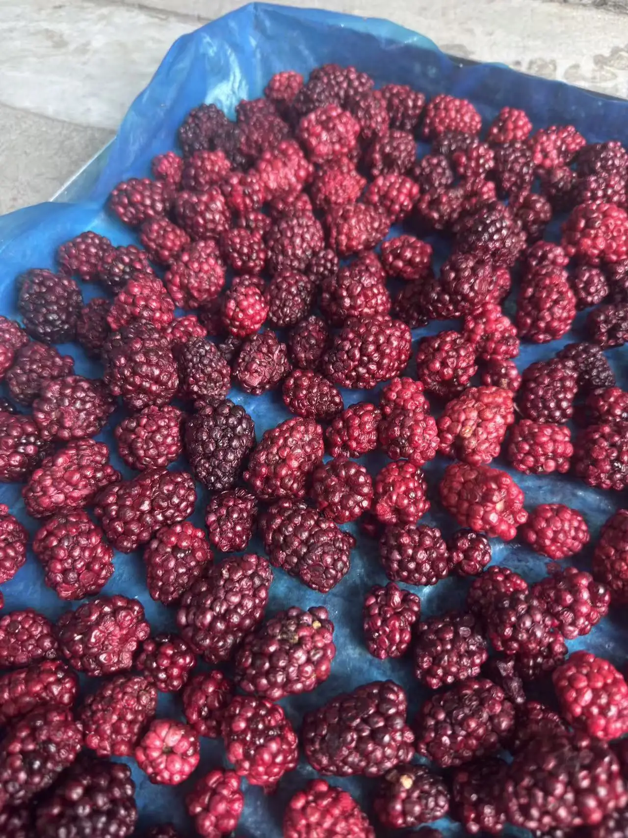 Freeze Dried Blackberry Wholesale | Bulk Blackberry Supplier H769437fe0b9a4ae69925a1222dd7f5cd8