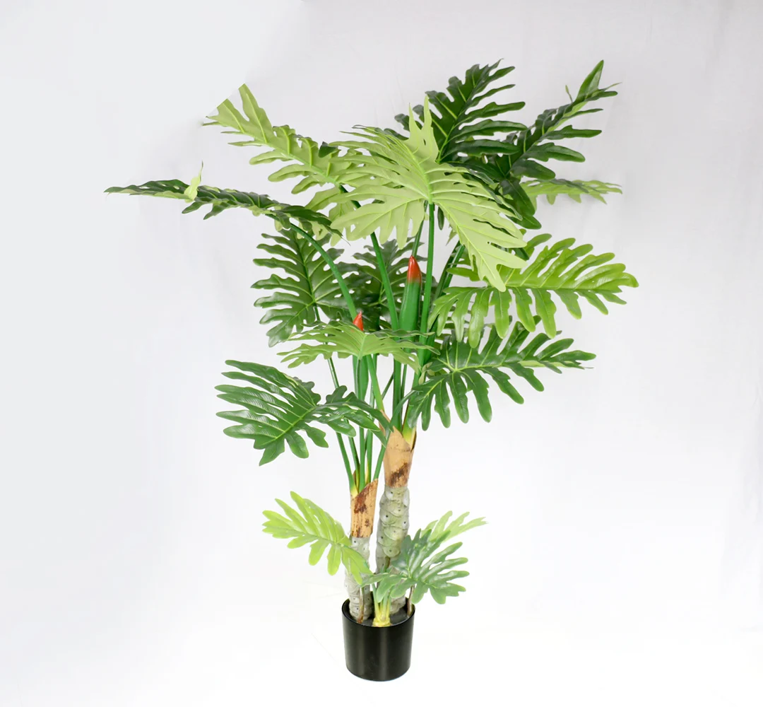 biggest snake plant Large Potted Snake Plant | Low Light