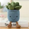 Succulente-bleu-25cm014kg