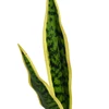 yellow dark green