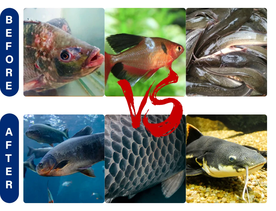 Oem Fish Growth Booster Tilapia Growth Feed Tilapia Gain Weight Feed Additive Growth Promoting