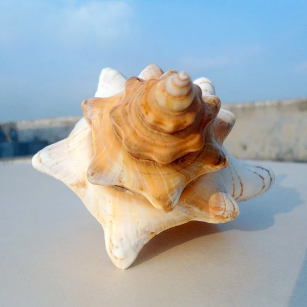 Natural Winding Conch Shells  Shooting Props Fish Tank Aquarium  Exquisite Red Turban Snail Shells   Crimson Spiral Shell