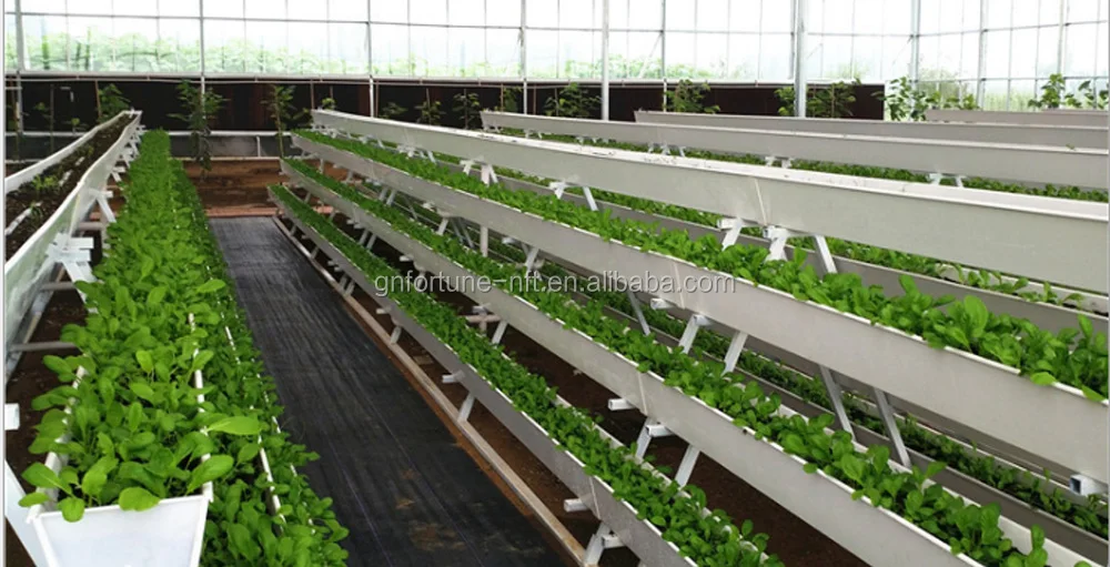 Large Greenhouse Strawberry Gutter: Hydroponic NFT System with Irrigation & Glass Cover