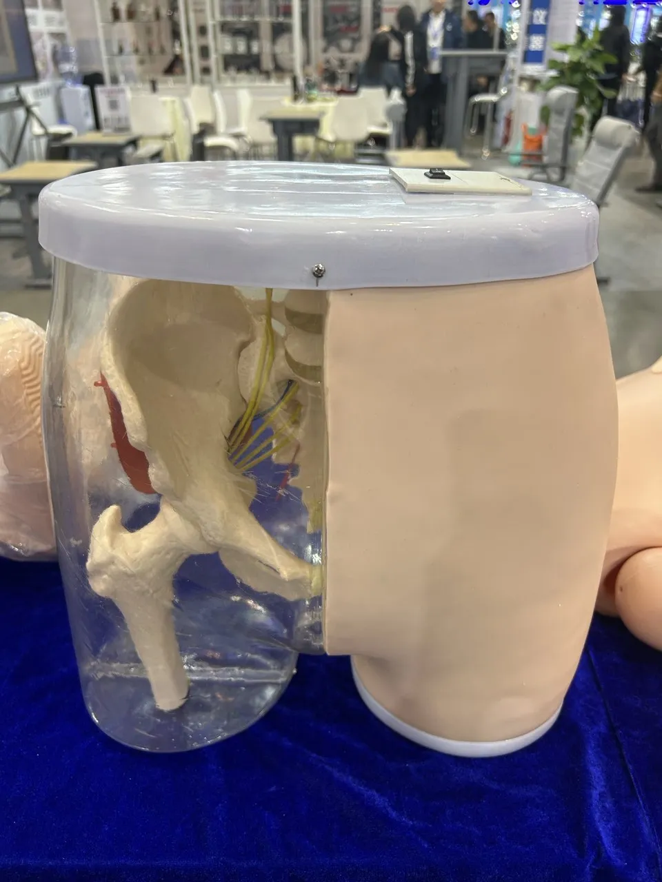Advanced Intramuscular Injection Simulator for Medical College Students Buttocks Manikin for Nursing Skills Medical Science