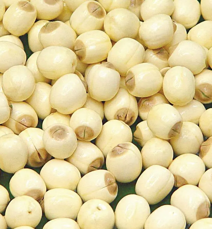 dried lotus seed - buy hybrid seeds product on alibaba.com