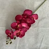 rosa-5