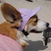 Púrpura