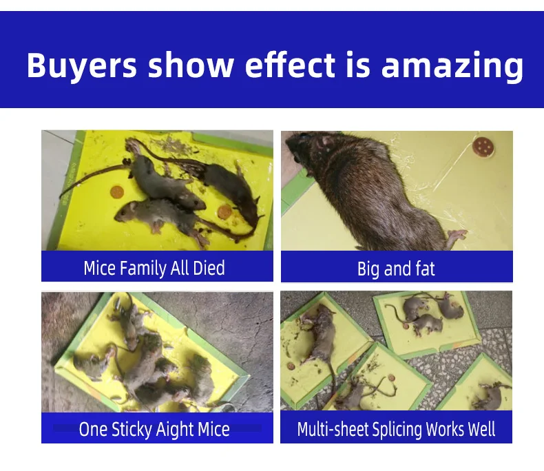 Mouse Glue Trap10.jpg