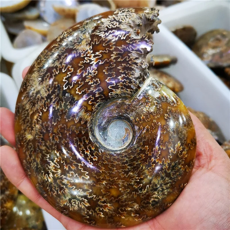 Hot Sale Madagascar Natural Ammonite Fossil Conch Crystal Specimen Shiny Snail Fossil for Sale