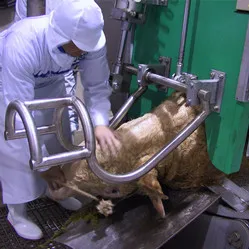 Beef products processing equipment for Islamic halal slaughtering