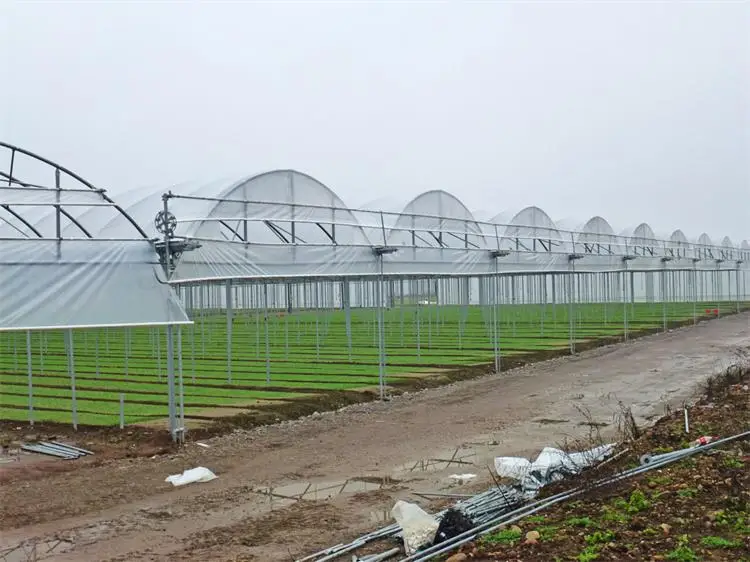 Long Time UV Resistant Multi Span Agricultural Greenhouses
