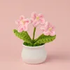 Finished pink forget-me-not (3 heads) potted plant