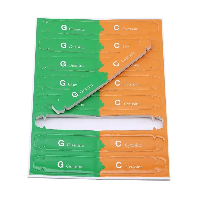 Abaodam Kit Modello DNA A Doppia Elica - Plastica 37x8.5cm - Sussidio Didattico Scientifico Per Studenti - 2