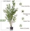Olivo Naturale Verde 1,50 m con Vaso di Avviamento Nero