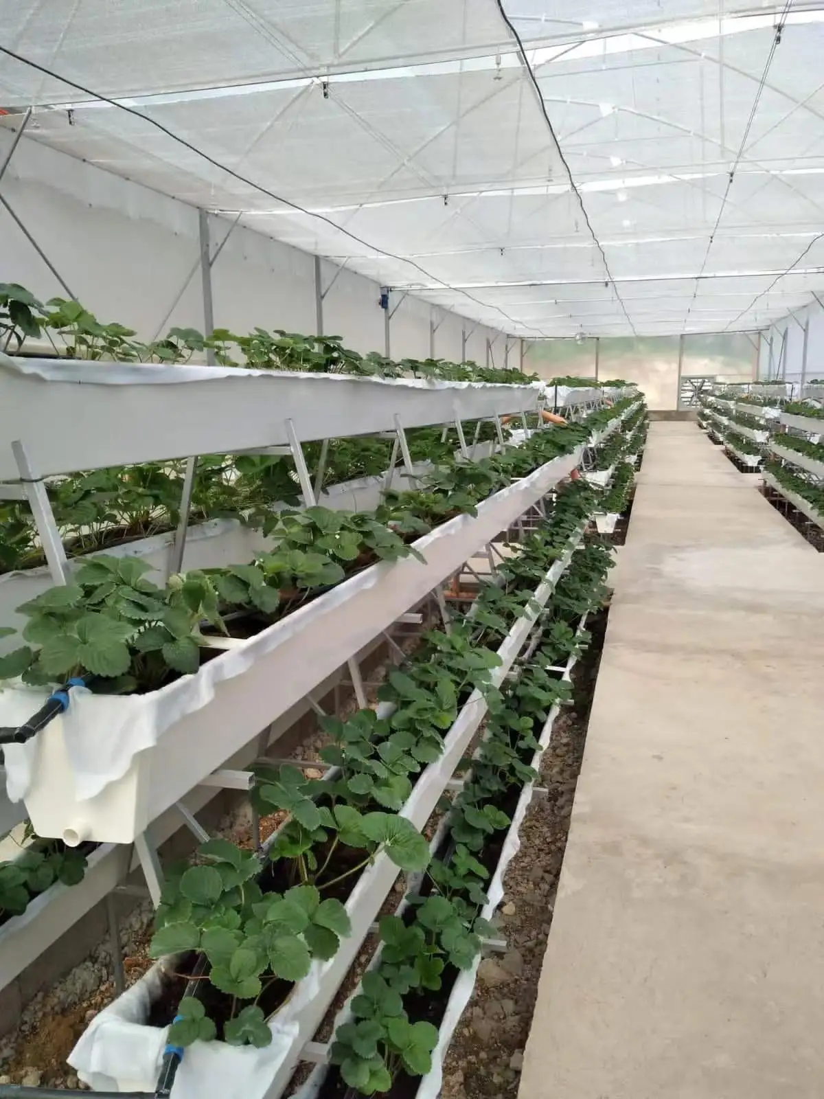 strawberry gutter planters