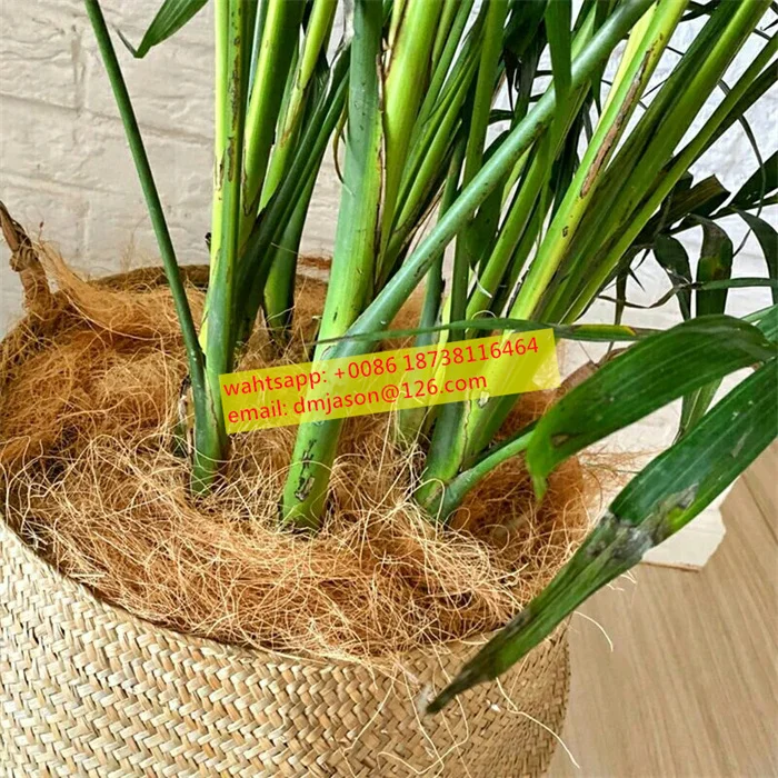 High Quality Coconut Peels Husk Defiber Machine by Deman