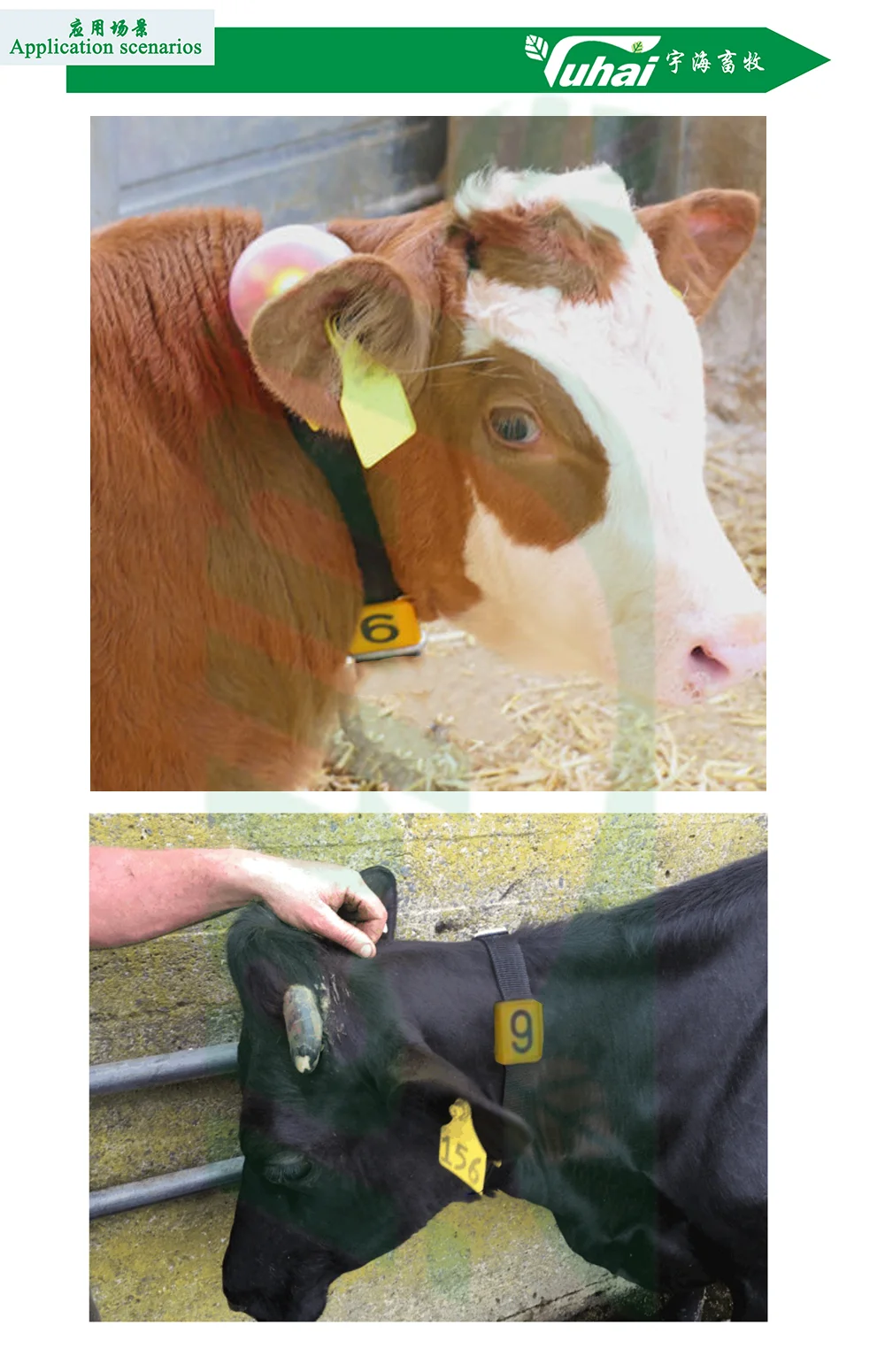 Waterproof Animal Neck tracker Cattle Number Collar Security Tracking Collar Pet Animal Bird Dog Cow Sheep Cat Collar details