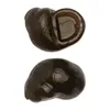 Brown snail flavor