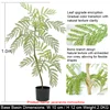 110cm jacaranda mimosifolia