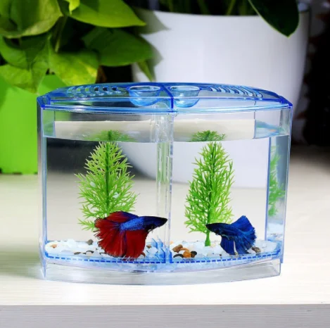 Fighter Fish Tank Betta Fish In Jar Colorful Siamese Fighting Fish