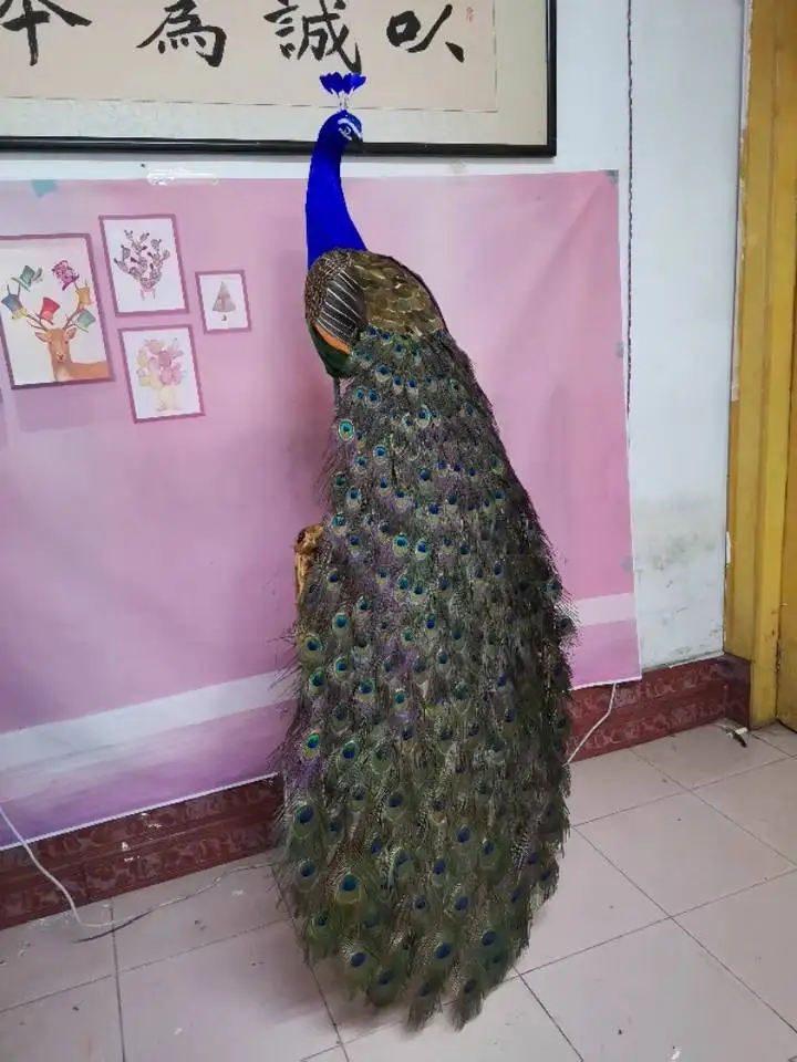 Using Real Feathers  Life Size Foam Peacock for Display