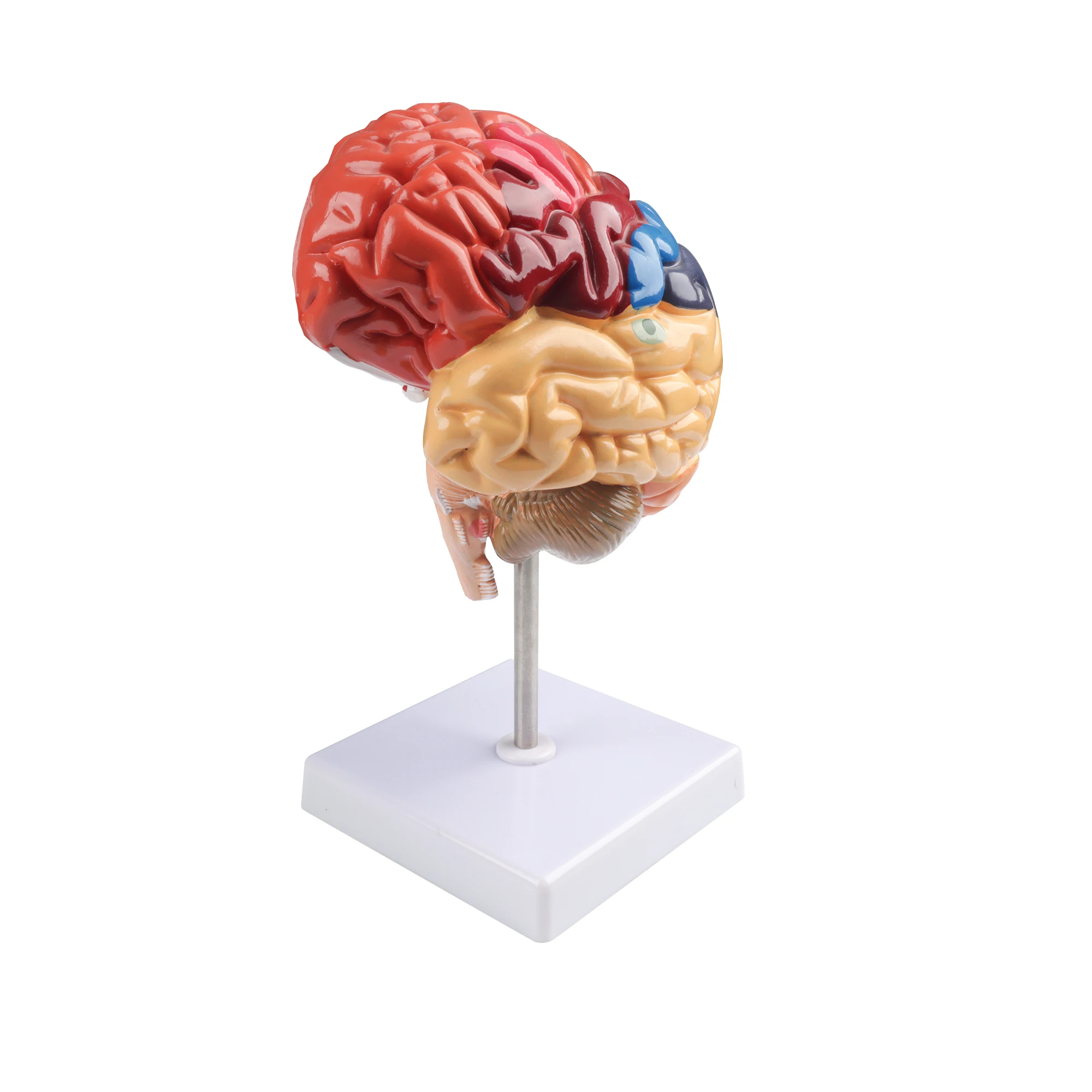 Human Brain Anatomy Model With Brain Function Area & Artery Structure PVC Plastic Color Classification Including Cranial Nerves