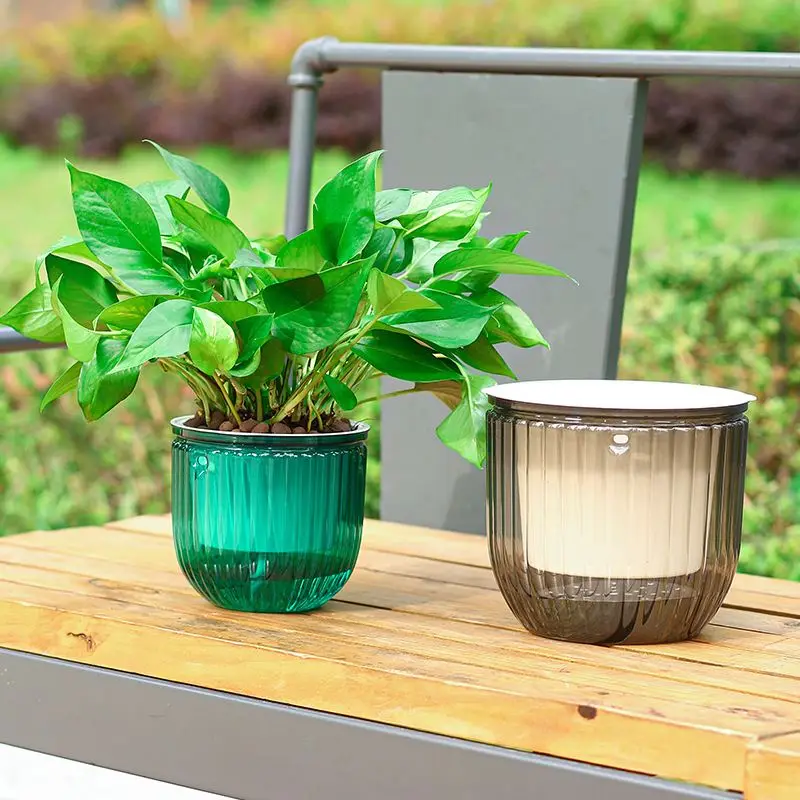 fern plant in pot Lemon Button Fern - Nephrolepis cordifolia | Houseplants