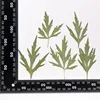 MH715 Yimucao Natural green