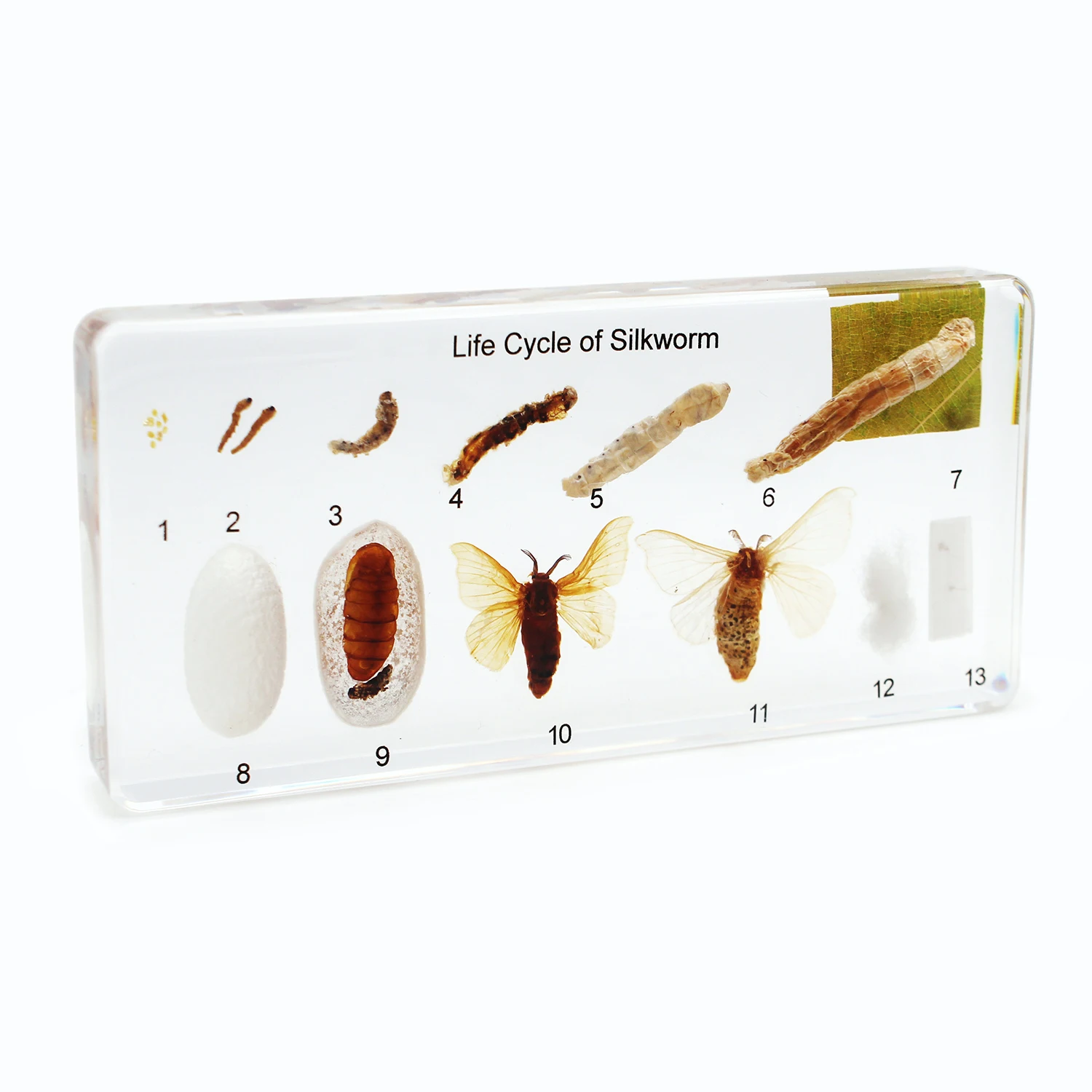Life Cycle of Silkworm Unique Real Biological Teaching Aids of Insect Collection  Resin Specimen Handicrafts