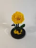 Jaune doré