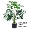White and green Monstera deliciosa bonsai (large) 70CM