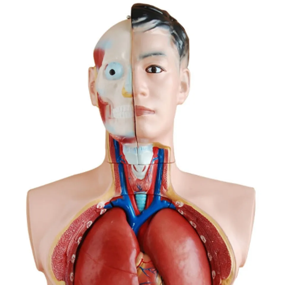 85cm Male Torso Model - 19 Part Anatomical Educational Model for