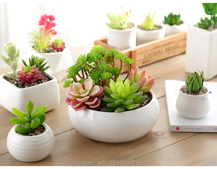 succulent plush Succulent Plush main image 0