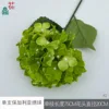 Hortensia búlgara individual XQ verde